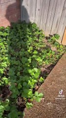 Strawberry Picking
