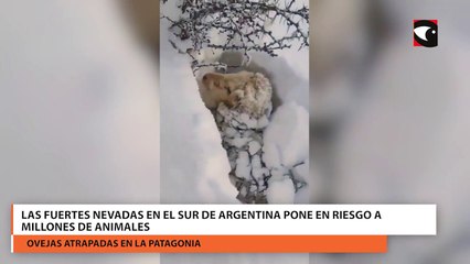 Las fuertes nevadas en el sur de Argentina pone en riesgo a millones de animales