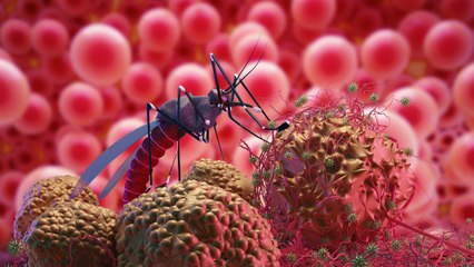 महाराष्ट्र में फैल रहा है जीका वायरस; जानें लक्षण, इलाज और बचाव के तरीके