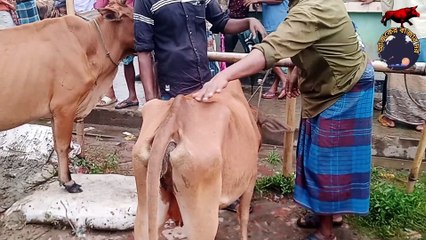 সিতাকুন্ড ফকিরহাট গরুর বাজারে গরুর দর-দাম কেমন ? ।। ০৩-০৭-২০২৪ ইং।। @ajkerbazardor