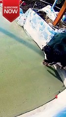 What did the Dog do ||   #shorts #foryou #viral