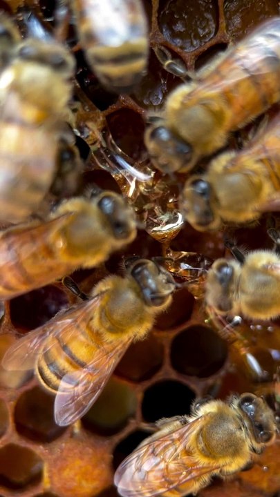 Honey bee