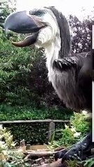 Terror_Bird_️_#facts_#ytshorts_#shorts(1080p)