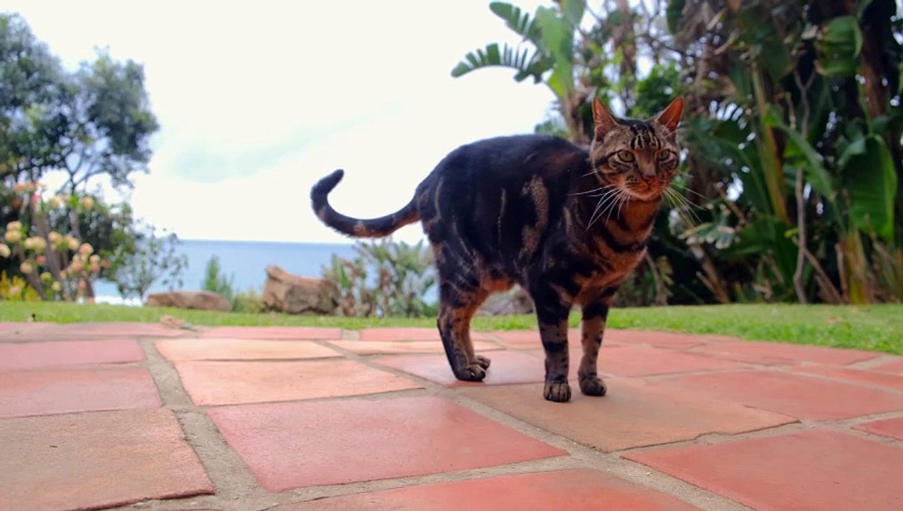 3009083-uhd_3840_2160_30fps