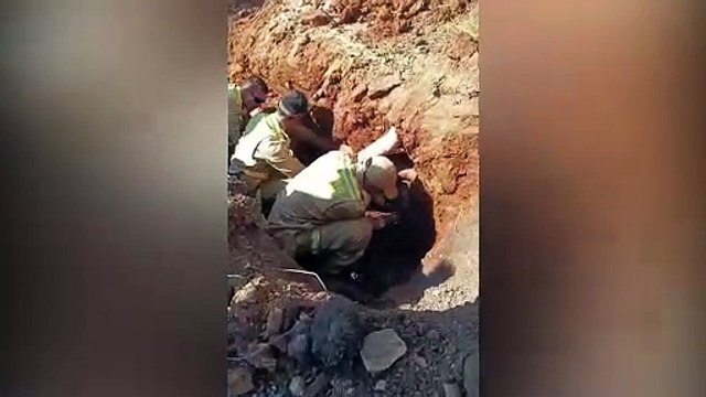 Após ficar preso por um dia em tubulação, cachorro é resgatado em Curitiba