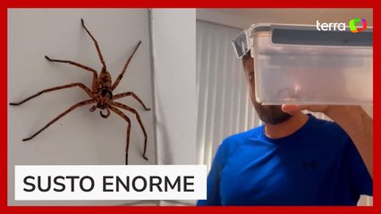 Casal de brasileiros encontra aranha ‘gigante’ em banheiro na Austrália: ‘O batismo aconteceu’