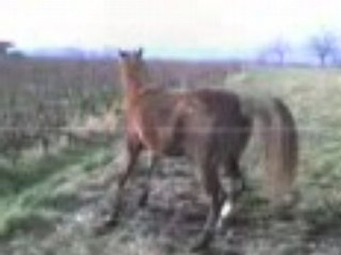 pouliche pur sang arabe