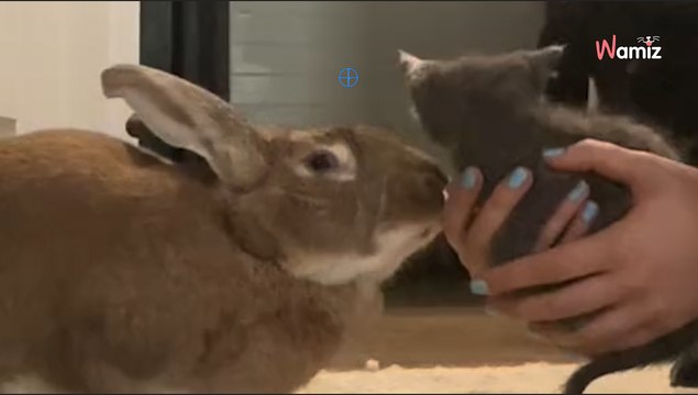 Ce lapin se lie d'amitié avec un chaton perdu : 172,4K personnes fondent en larmes devant son geste (vidéo)