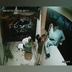 A thief stealing the goat 