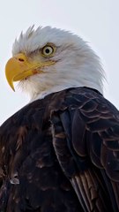WHAT IS HE THINKING#eagles #baldeaglesofinstagram #baldeagles #phototours #photographyworkshop #birdsofins...hy #naturephotography #alaska #alaskalife #wildlifephotgraphy #haines #worldshares #birdsofinstagram #haines.alaska #nikon