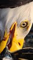 READ CAPTION- facts about eagles Eyes- - Vision- Eagles have exceptionally sharp vision, about eight times...n. They can spot a small prey from a distance of up to one mile.Talons- - Strong Grip- Eagle talons are extremely strong a