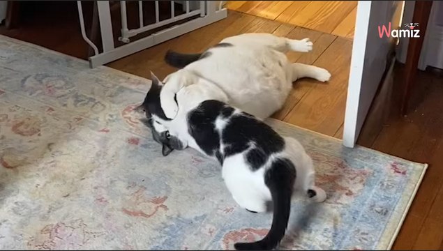 Un refuge partage la photo d'un chat à adopter : en la regardant, les internautes n'en croient pas leurs yeux