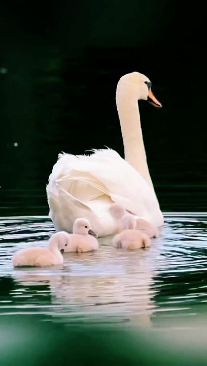 Pet Cats Beautiful Bird And Animal 4K HD Adorable Photography By Nature.