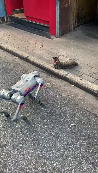 Pet Cats Beautiful Bird And Animal 4K HD Adorable Photography By Nature.