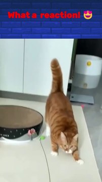Funny Cat Videos, Cute Cats Compilation, Pet Fails, Cats Doing Funny Things, Adorable Kittens, Funny Animal Moments, Cat Reactions, Pets Being Silly, Cat Memes, Hilarious Pet Videos