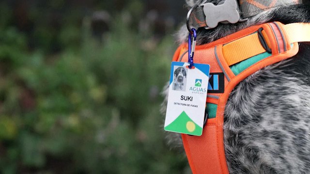 Suki, um olfato único na detecção de vazamentos de água subterrânea