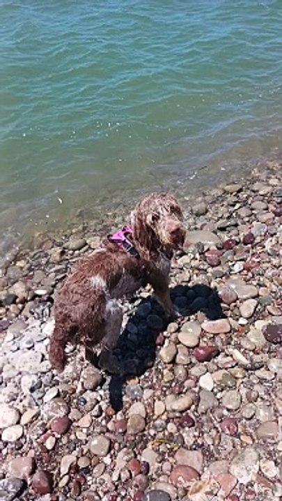 Willow swimming
