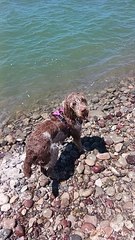 Willow's Daily Water Retrieval Training 🏞️