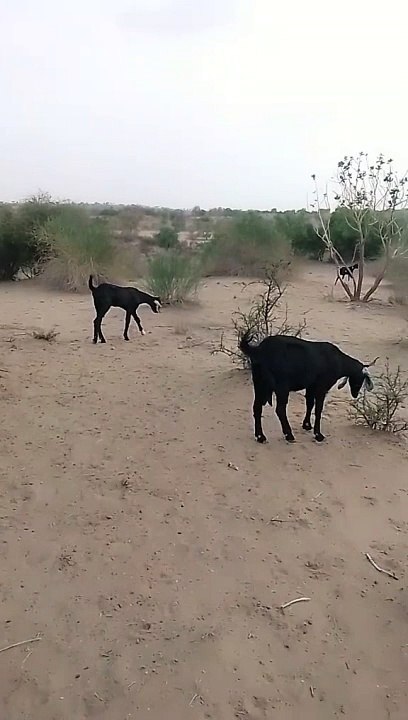 Naatpak