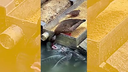 Suloinen video: antelias ankka jakaa ruokaa kalojen kanssa