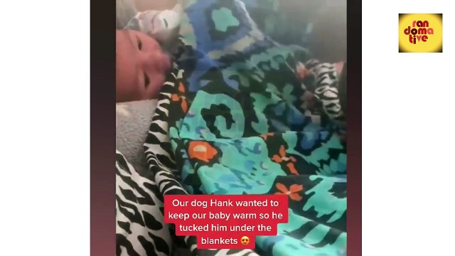 Animals Funny Video Clips | Animals Fun Time | Funny Animals Videos | Pets Hilarious Compilation | Animals Funny Moments |