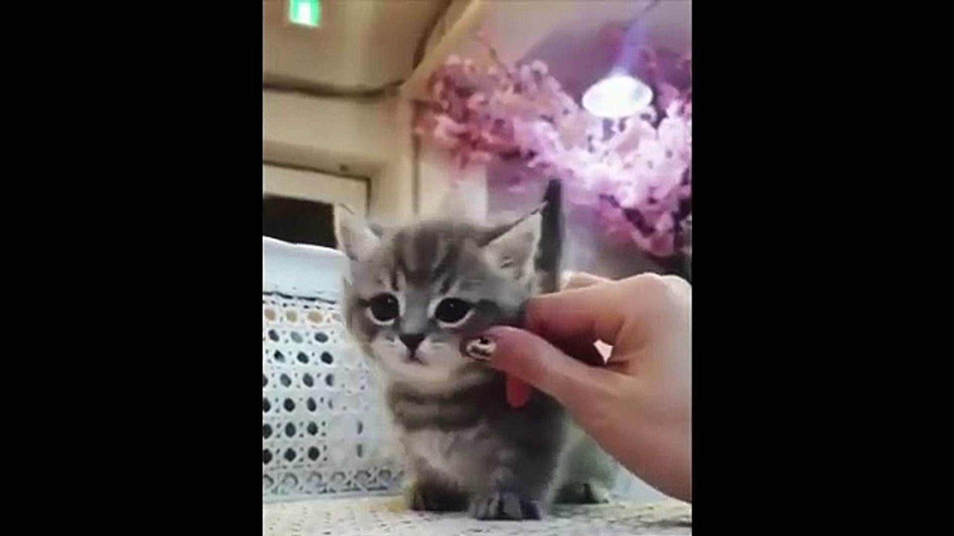 Cute  Animals video