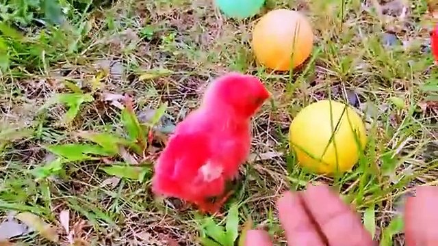 Catch Cute Chickens, Colorful Chickens, Rainbow Chicken, Rabbits, Cute Cats,Ducks,Animals Cute #72