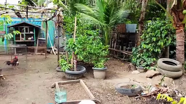 Catch Cute Chickens, Colorful Chickens, Rabbits, Cat, Goose, Duck, Betta Fish, Animal Cute #29