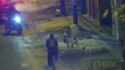 리마 도심 한복판서 난폭한 황소 등장 🐂 사람들 충돌 사고 발생