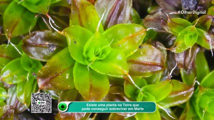 Existe uma planta na Terra que pode conseguir sobreviver em Marte
