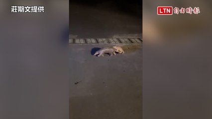 台灣高溫下的可愛瞬間🐾：穿山甲媽媽夜晚背著寶寶逛街