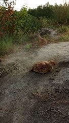 teetar female ki voice actor