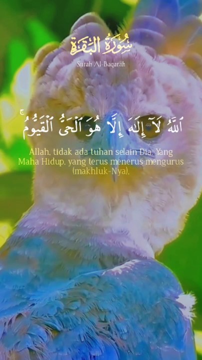 tha Hollyquran and bird vedio