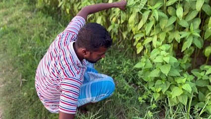 Cutting grass for goat