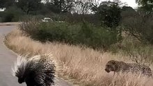 When the hedgehog meets the leopard