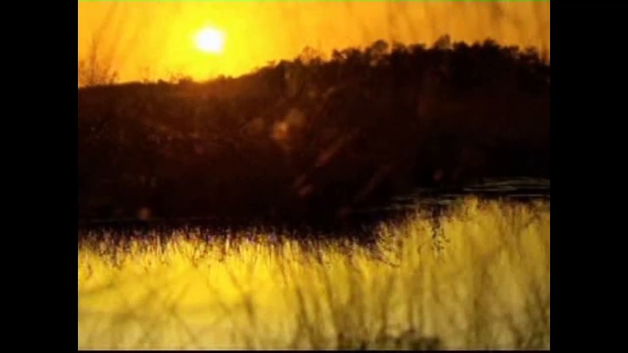 7113 Nur Musik Pferde