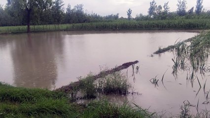 बारिश का मौसम: UP में इस बार कैसी है बारिश? 🌧️