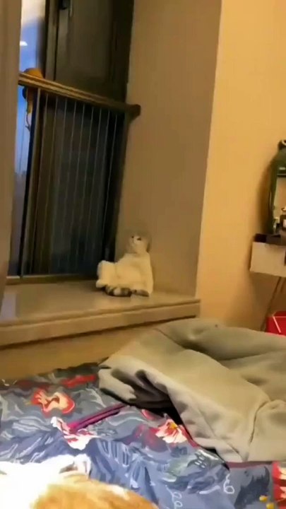 #cute cat funny