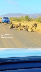 Monkies attacked on tiger