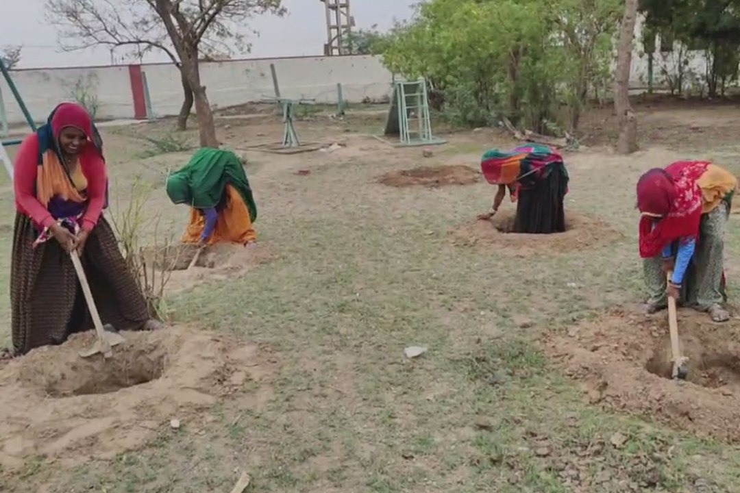 हराभरा होगा विद्यालय आंगन, 3300 पौधे लगाए जाने...