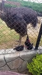 Multi garden zoo B17