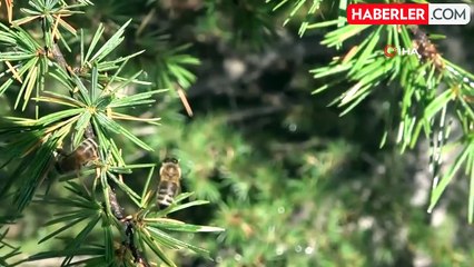 Sağım başladı: Şifa deposu sedir balı arıcıların yüzünü güldürdü