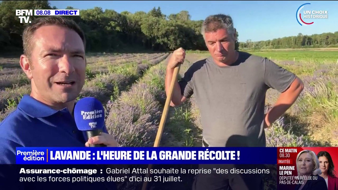 Drôme: la récolte de la lavande débute avec un peu de retard