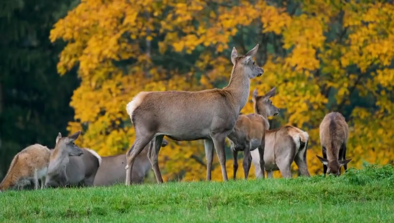 beautiful voice sorah al ikhlas.#telawat.
