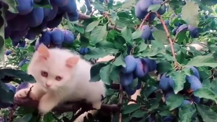 Cutest Pets Funny Videos -- Funny Cat Compilation 2024