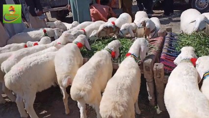 Beautiful goats and sheep Market in Buner