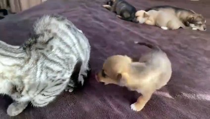 Funny Cat Reaction to Puppies [Kitty sees them for the First Time]