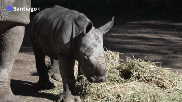 Naissance rare d'un rhinocéros blanc dans un zoo chilien