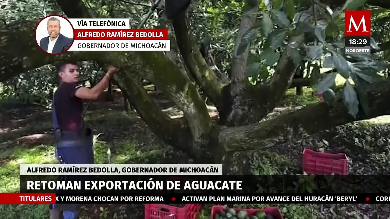 El gobernador de Michoacán asegura la exportación de aguacate hacia Estados Unidos