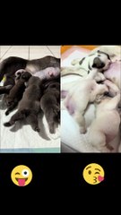 Funny puppies feeding milk